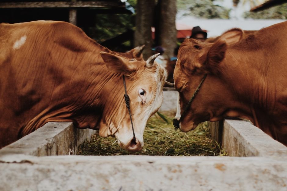 Nutrição animal