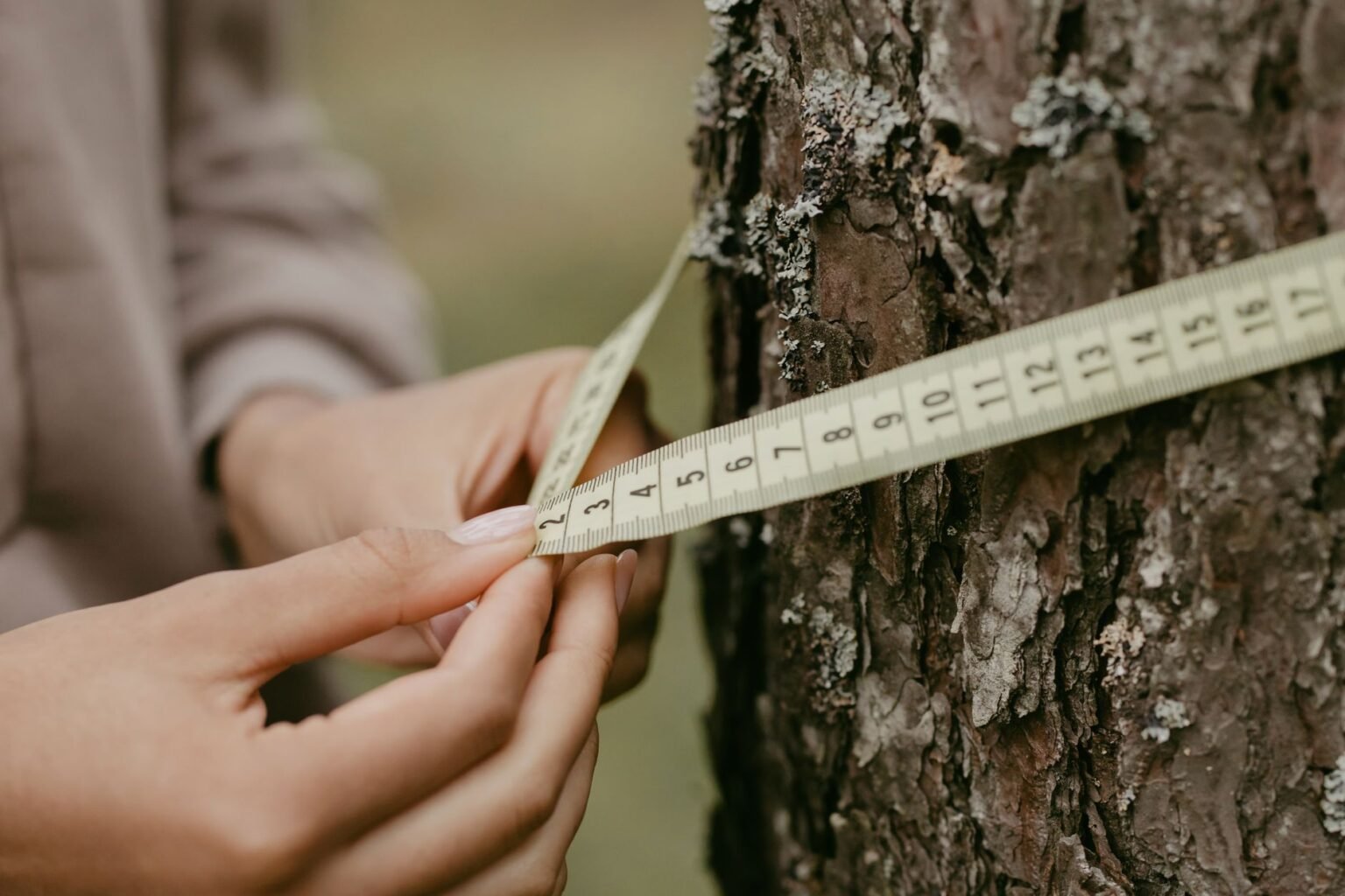 O Que Faz um Engenheiro Florestal: O Profissional que Cuida das Florestas O Que Faz um Engenheiro Florestal: O Profissional que Cuida das Florestas