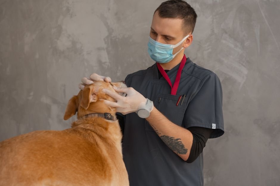 O que faz um veterinário