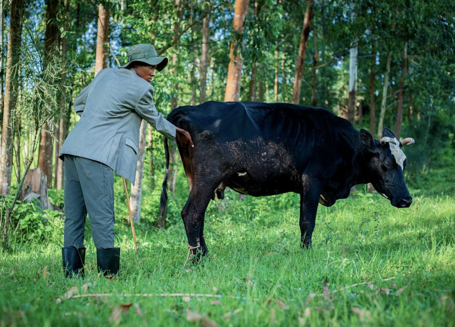O Que Faz um Zootecnista: O Profissional que Cuida da Produção Animal O Que Faz um Zootecnista: O Profissional que Cuida da Produção Animal
